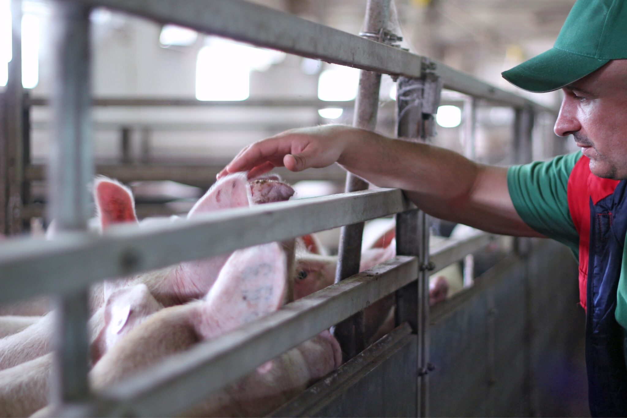 Datadrevet svineproduktion – en ny æra for landbruget