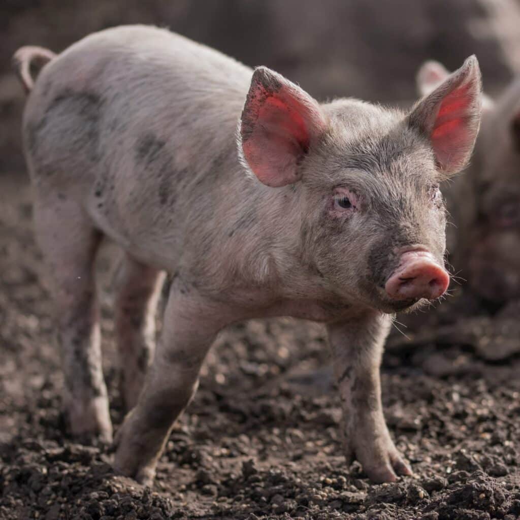 Porcus-appen skaber bedre forhold for svin